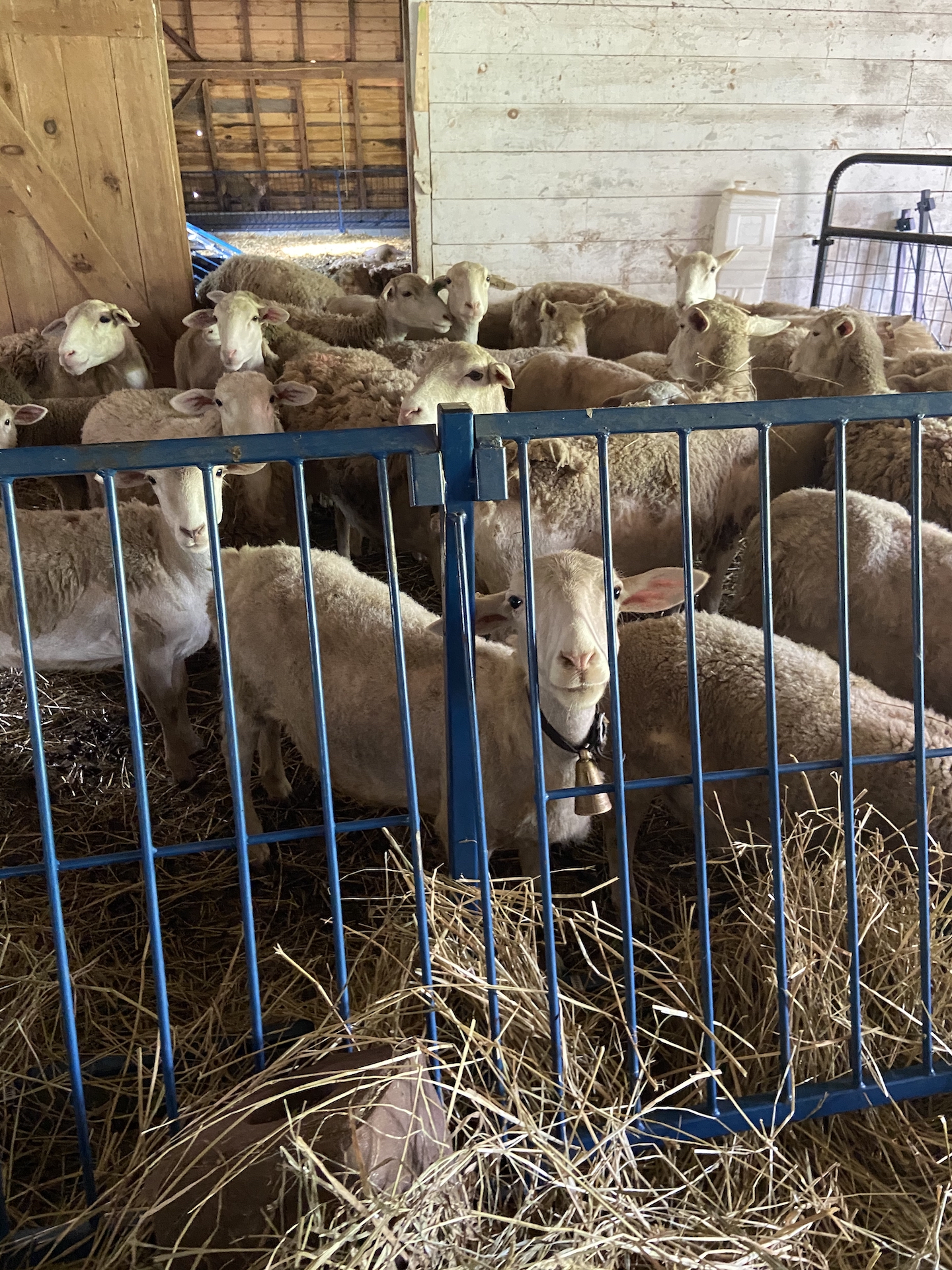 A flock of sheep in a barn